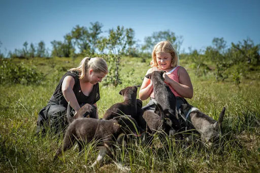 Train husky puppies 4.jpeg