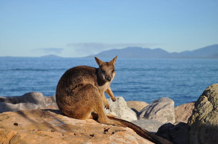 Kangaroo Island experience full-day tour