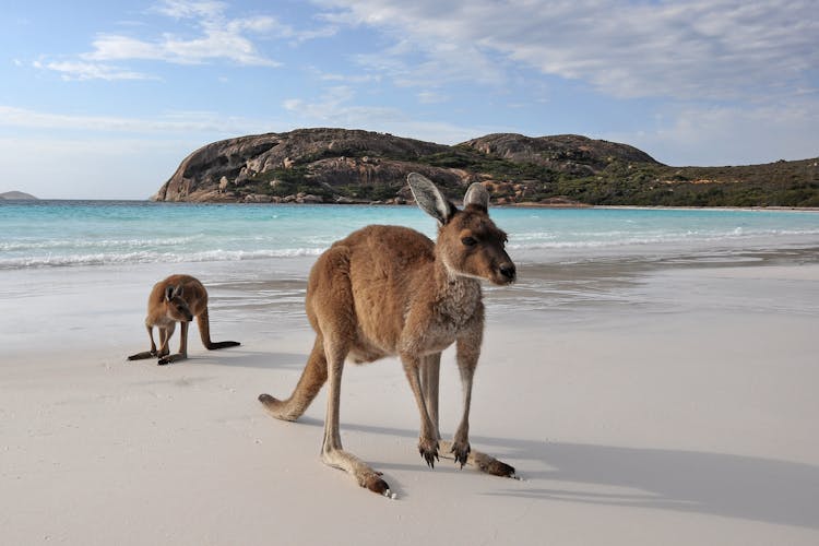 Kangaroo Island experience full-day tour