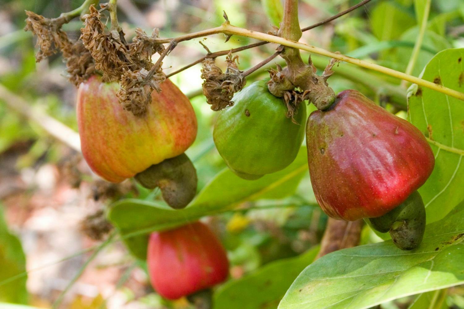 Natal Caju Tree.jpg