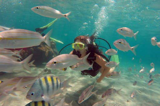 Maracajau Parrachos Reef Brazil 4.jpg