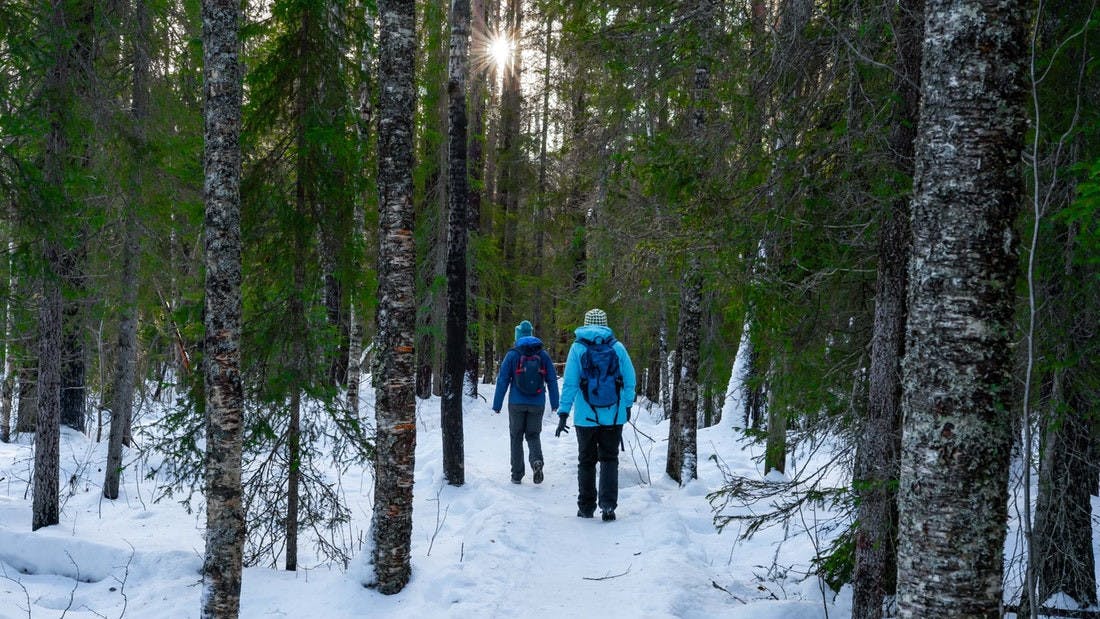 Explore the arctic woodlands in a photography tour 3.jpeg