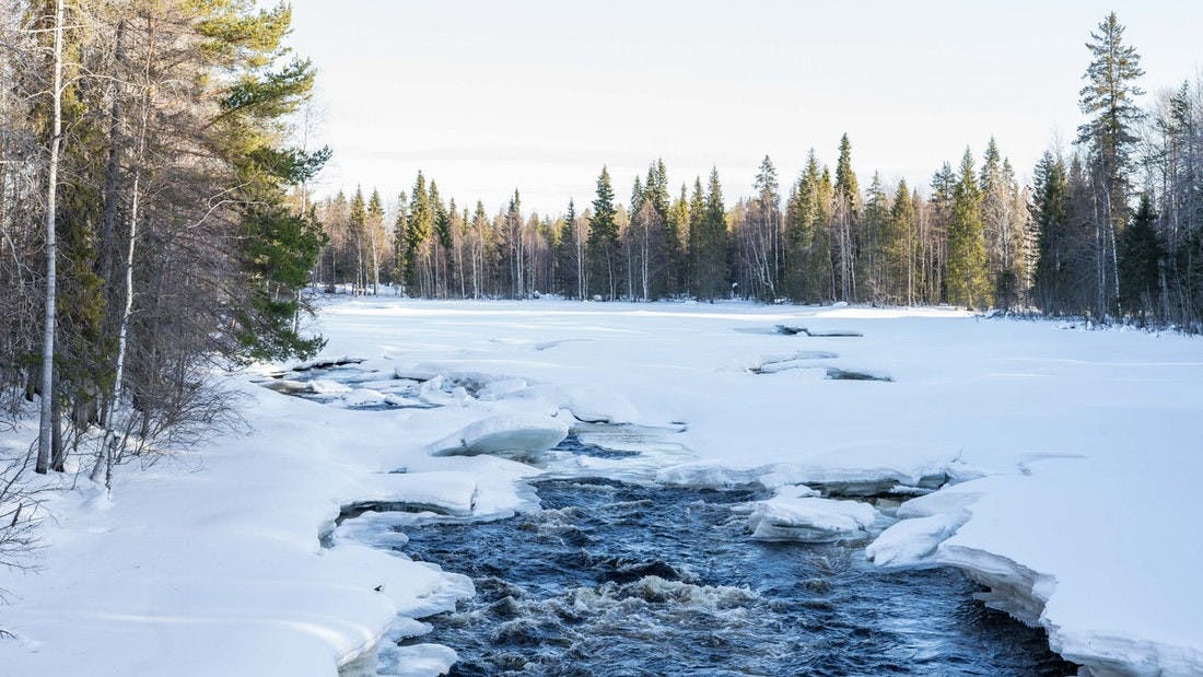 Explore the arctic woodlands in a photography tour 4.jpeg
