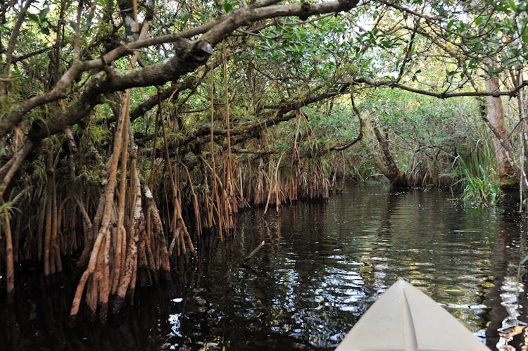 Everglades orchids and alligator kayak eco-tour