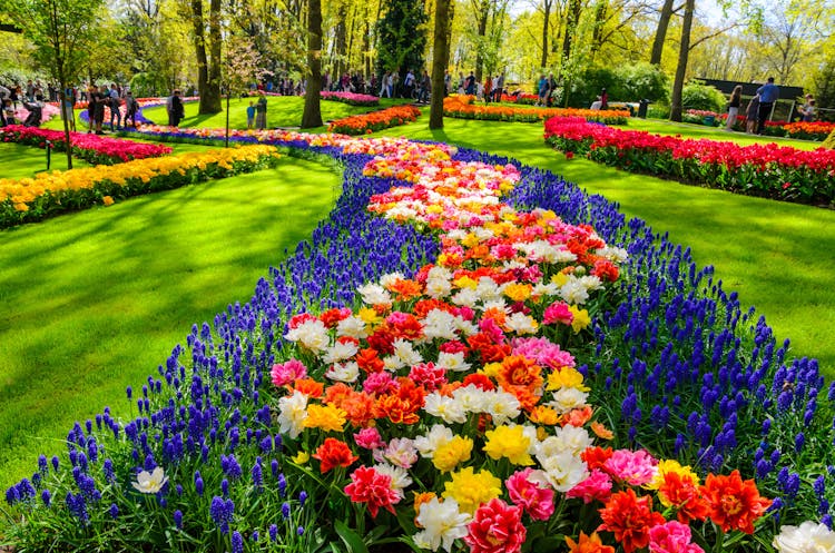 Luxury sightseeing tour to Keukenhof with private transportation from Amsterdam
