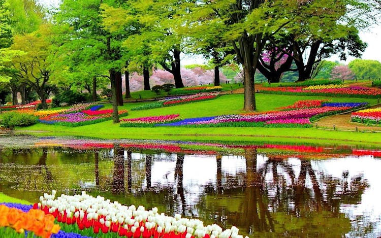 Luxury sightseeing tour to Keukenhof with private transportation from Amsterdam