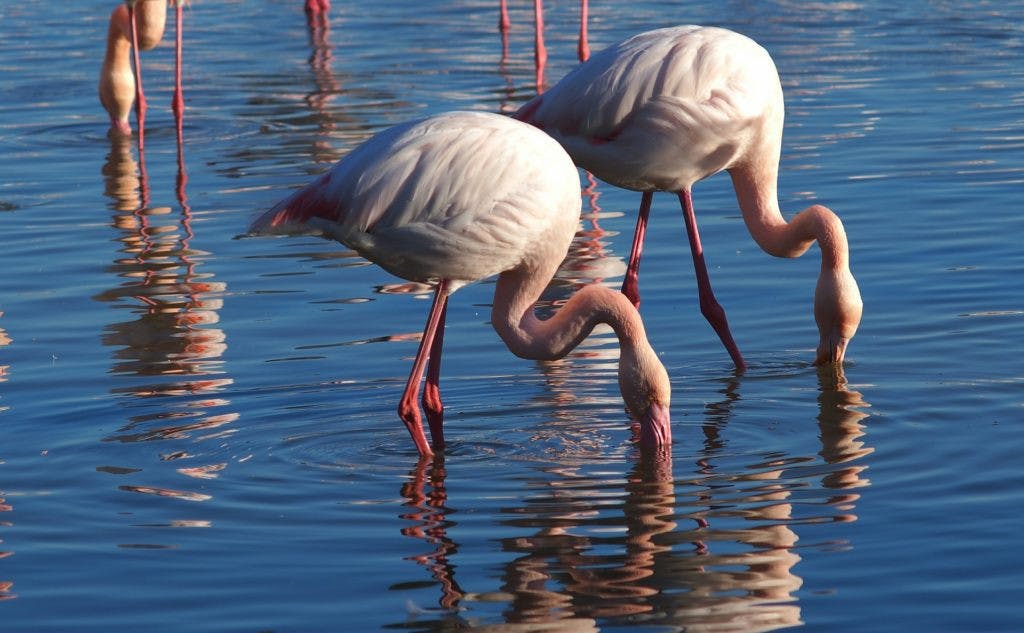 flamingos-1863677_1920.jpg