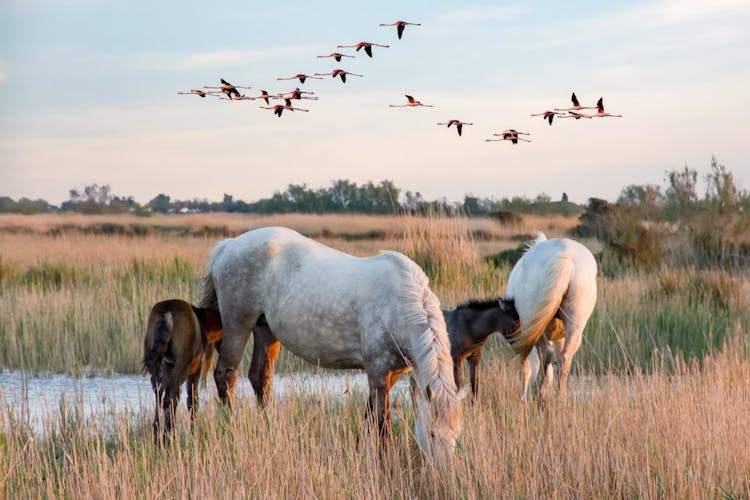 Private tour of the Camargue nature reserve