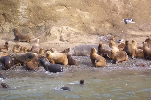 Magdalena Island boat tour 3.jpg
