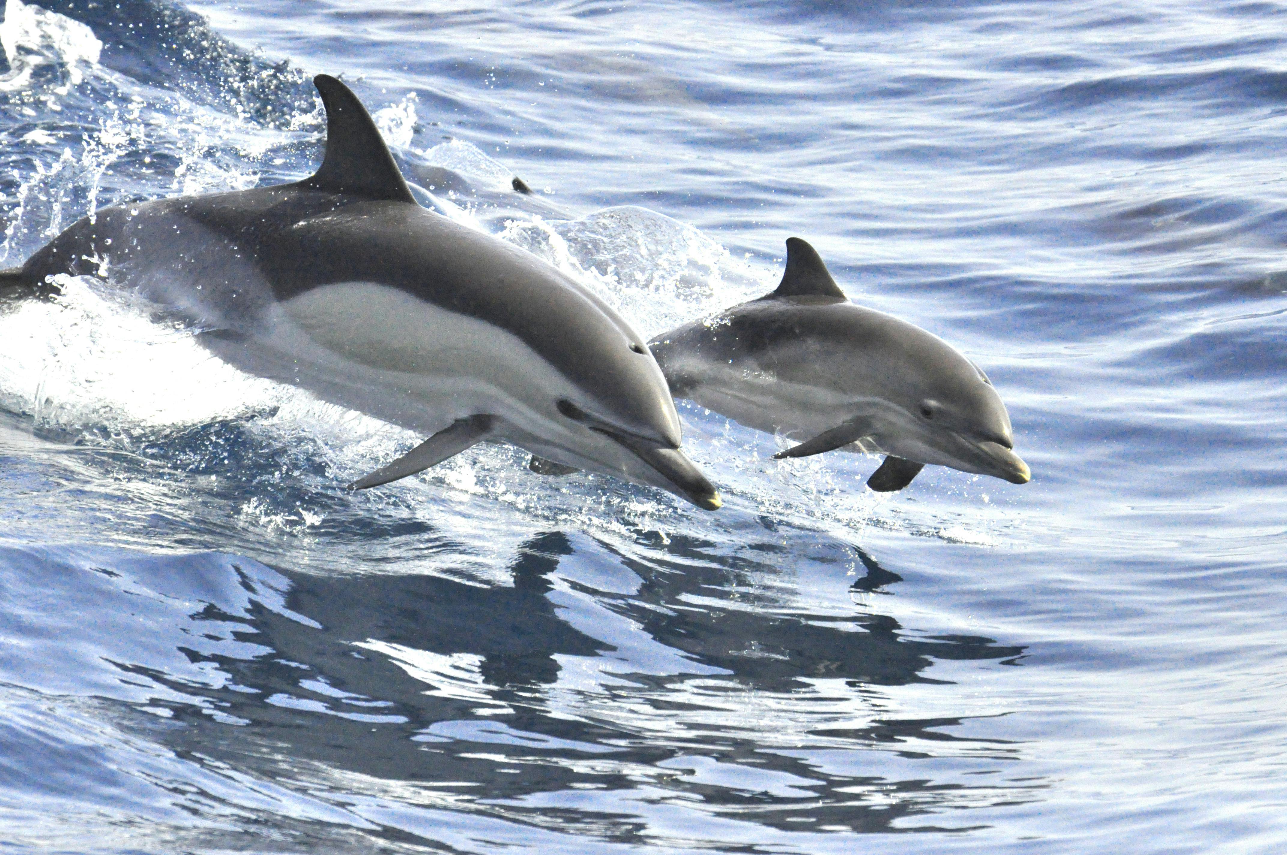 Dolphins White Tenerife Excursions and Charter.jpg