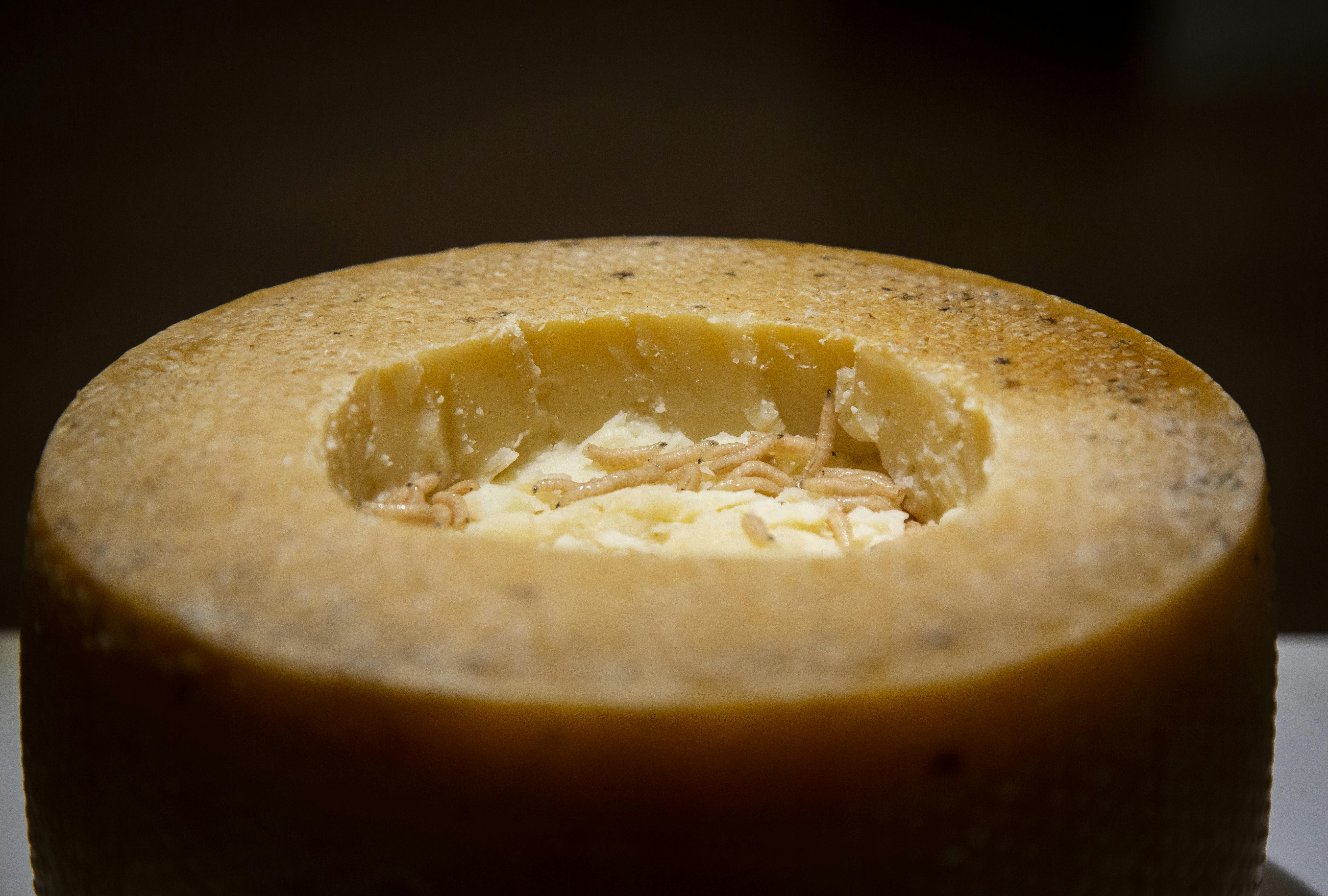 Casu Marzu 1.jpg