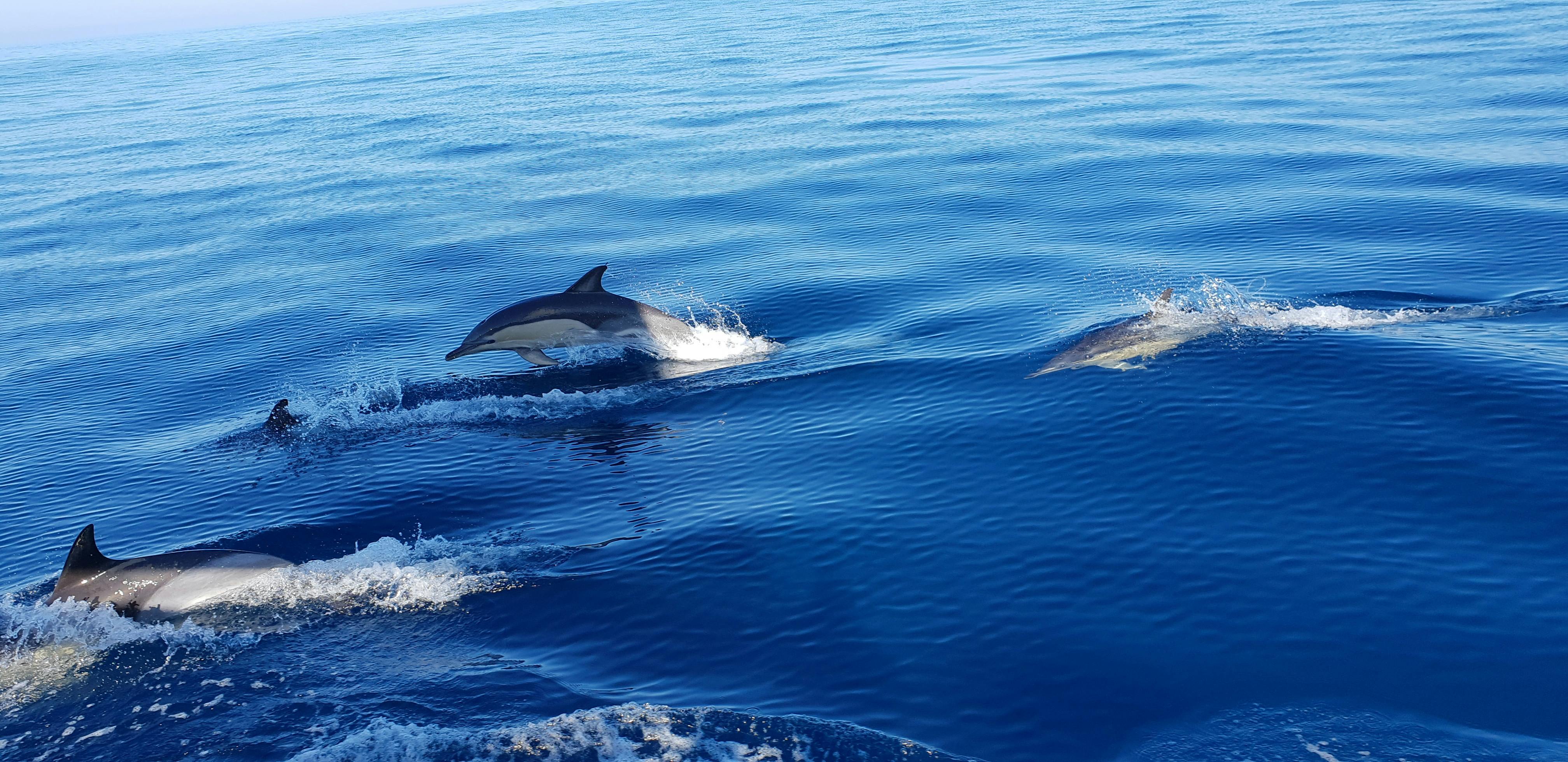 Dolphins.jpeg
