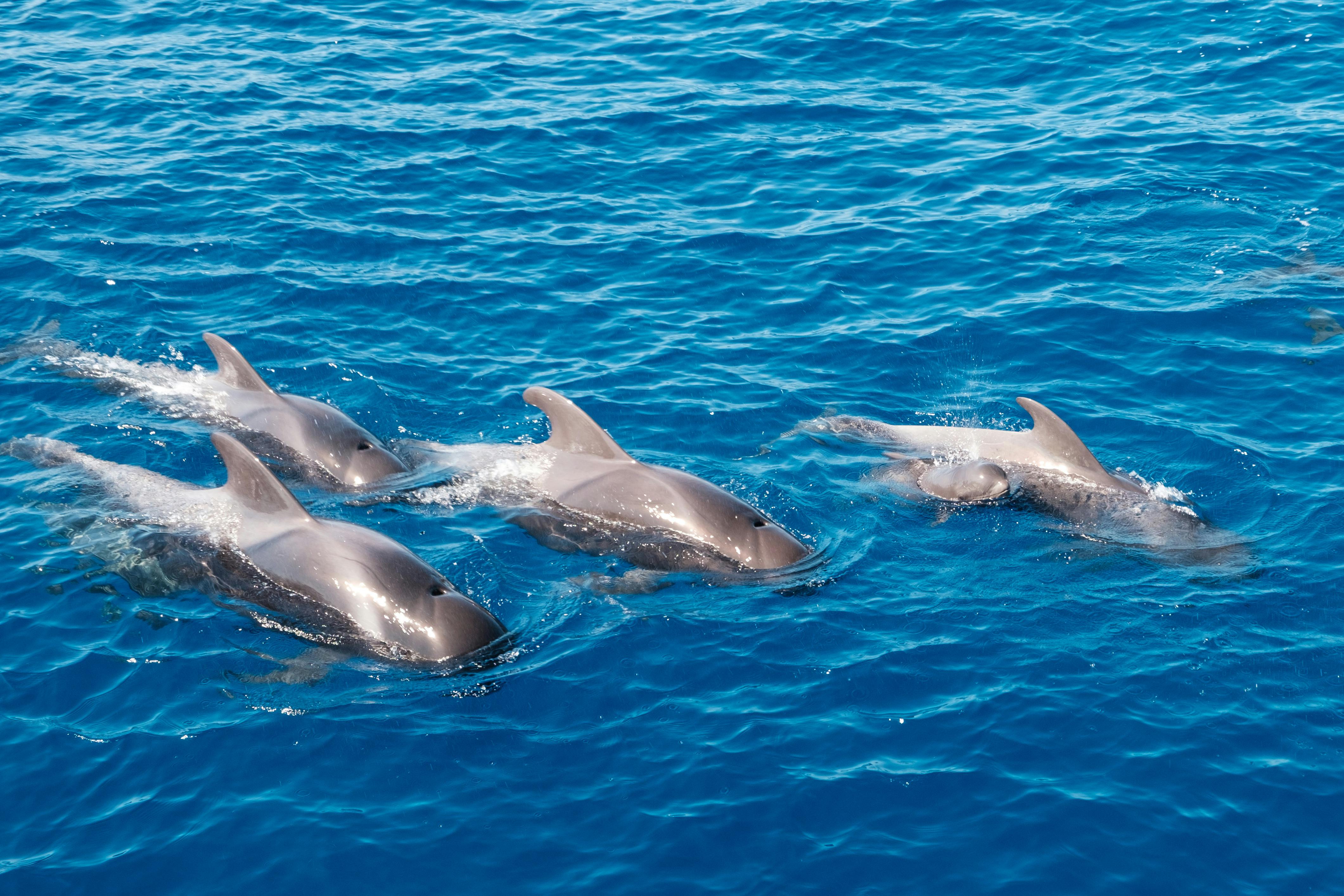 Dolphins (2).jpeg