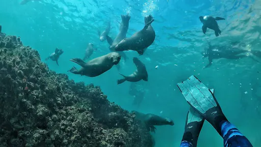 Swimming with Seals1.jpeg