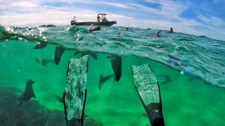 Seal viewing tour in Plettenberg Bay