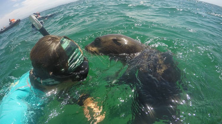 Seal viewing tour in Plettenberg Bay