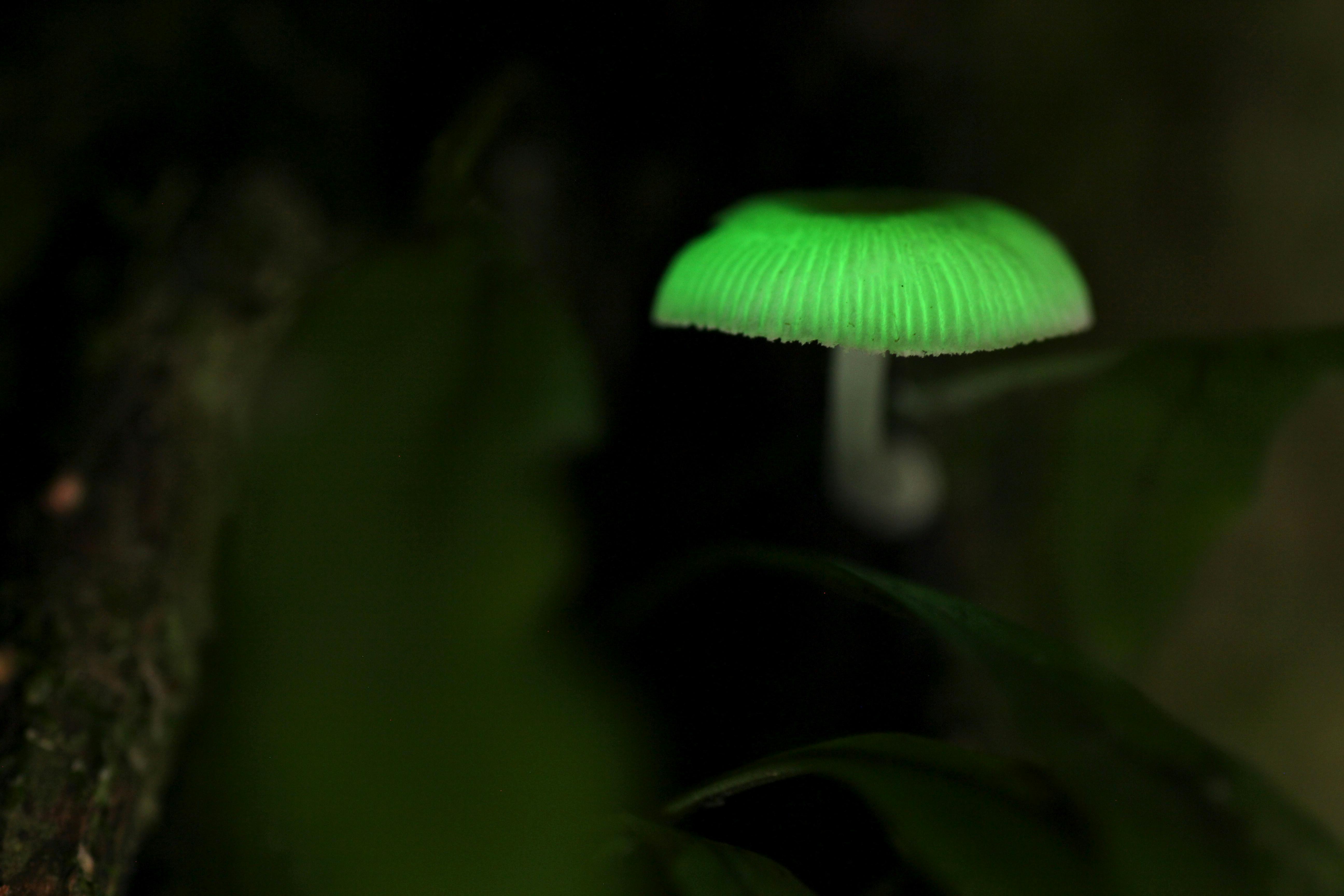 Copy of Luminous mushroom.JPG
