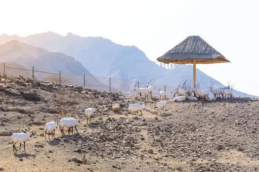 Hatta FAM TRIP_oryx-5.jpg