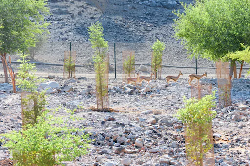 Hatta FAM TRIP_Gazelle-1.jpg