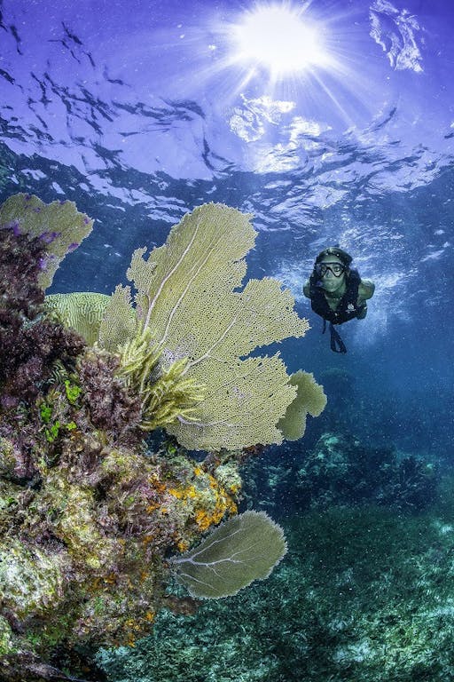 Snorkel Native Park Puerto Morelos skiptheline tickets and optional