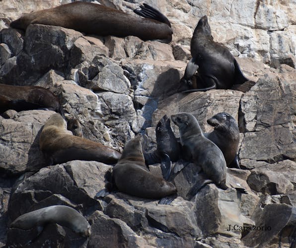 Seal viewing tour in Plettenberg Bay