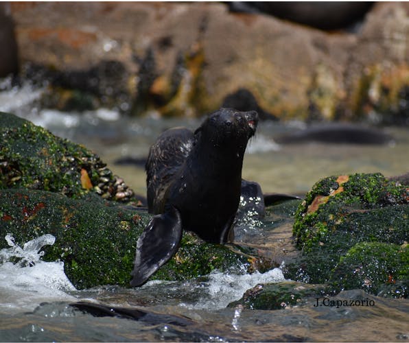Seal viewing tour in Plettenberg Bay