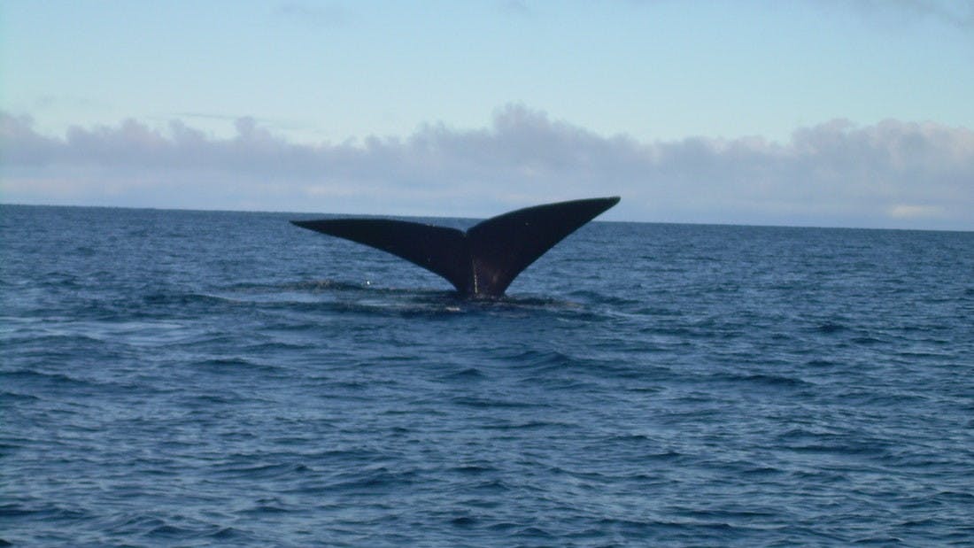 Peninsula Valdes whale watching 1.jpeg