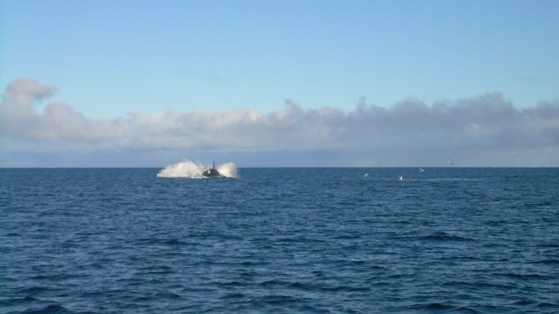 Peninsula Valdes whale watching 2.jpeg