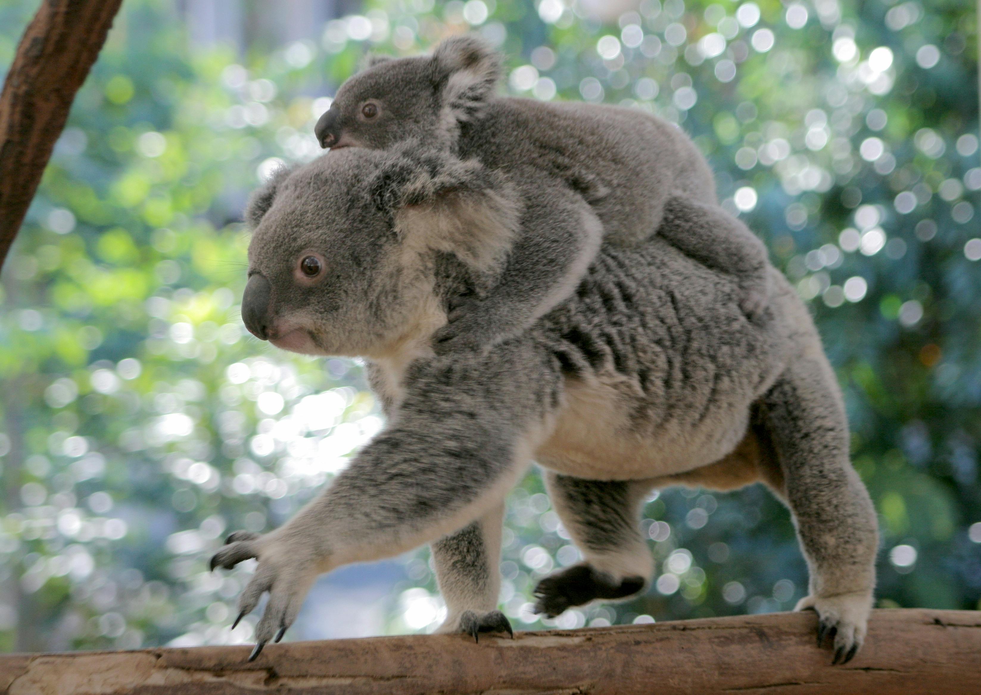 koala15 (1).jpg