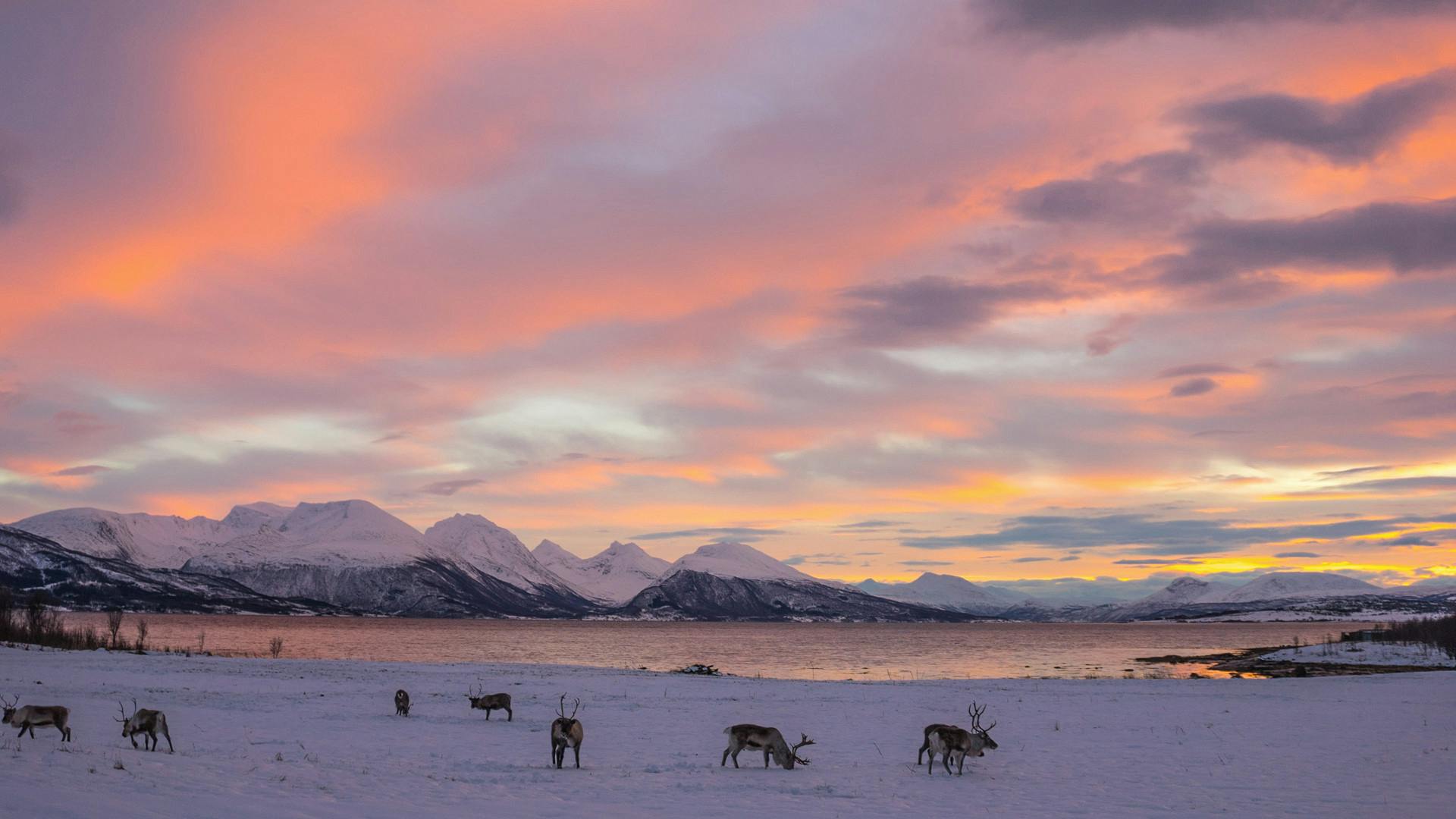 Snowshoeing_Wandering_Owl_reindeer_sunset.jpg