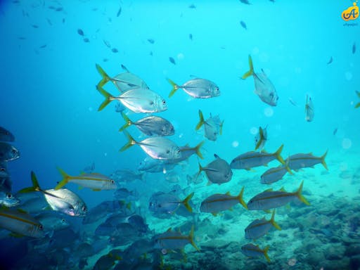Aquafari Curaçao.JPG