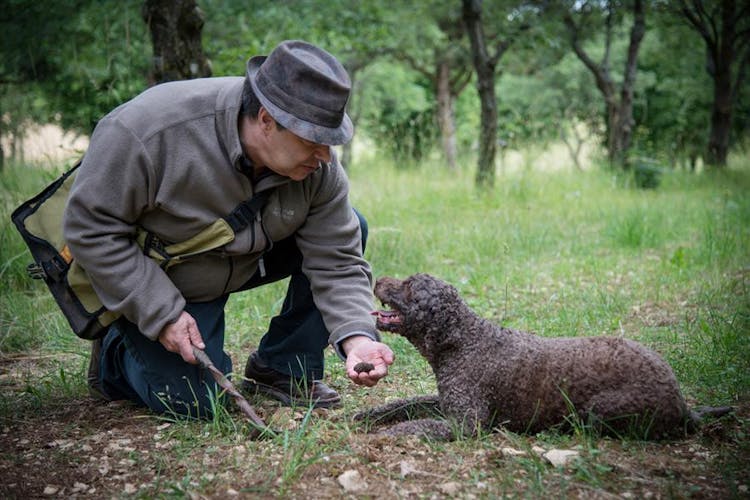 Burgundy truffle hunting demonstration and truffle lunch