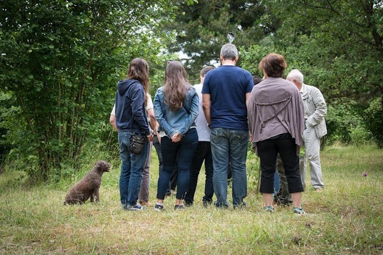 Burgundy truffle hunting demonstration and truffle tasting session