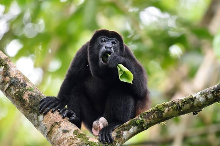 Panama monkeys discovery eco-tour
