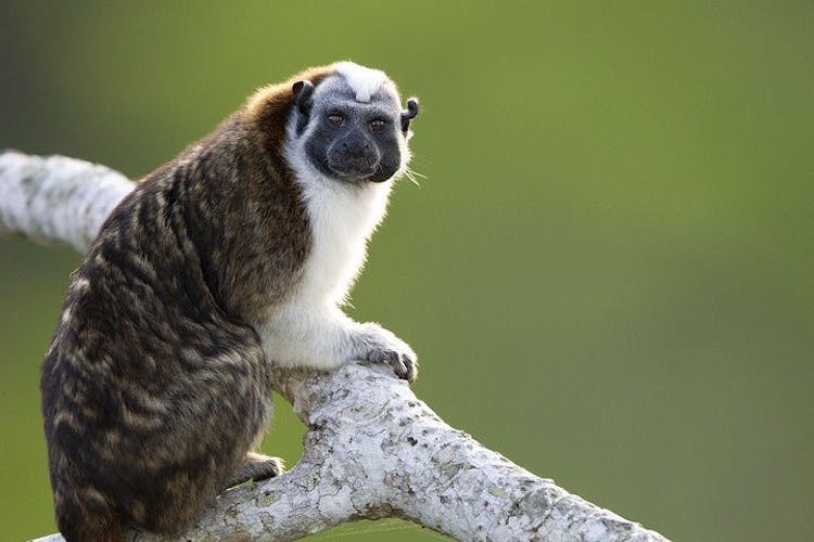 Panama monkeys discovery eco-tour