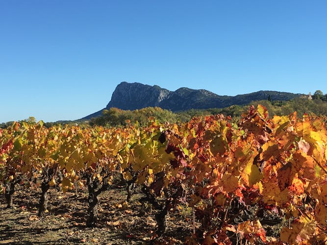 Pic Saint-Loup wine tasting experience for small groups