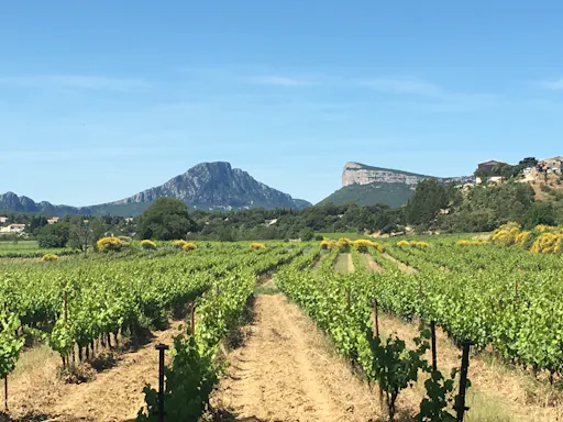 pic-saint-loup-hortus-vignes JPG.JPG
