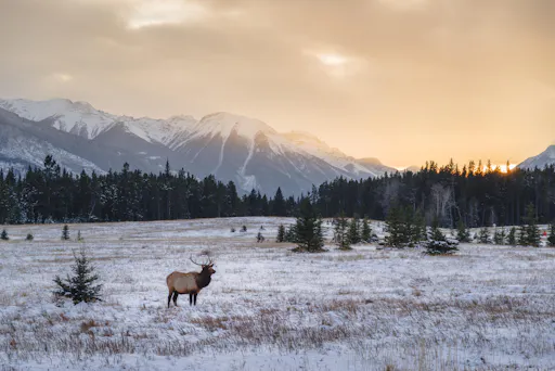 RMNP WInter wildlife.jpeg