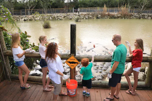 Everglades Alligator Farm_feeding.jpg