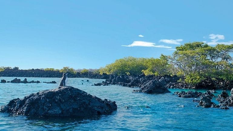 Tintoreras Isabela Island Galapagos Ecuador 1.jpg