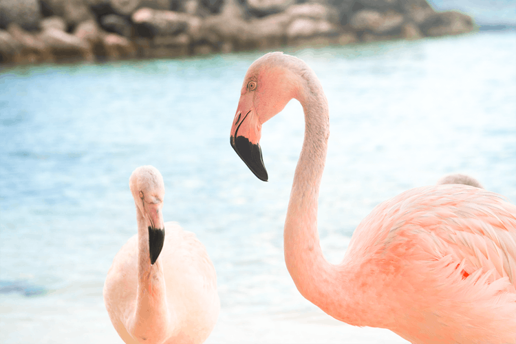 Aruba full-day off-road adventure with snorkel and flamingo encounter