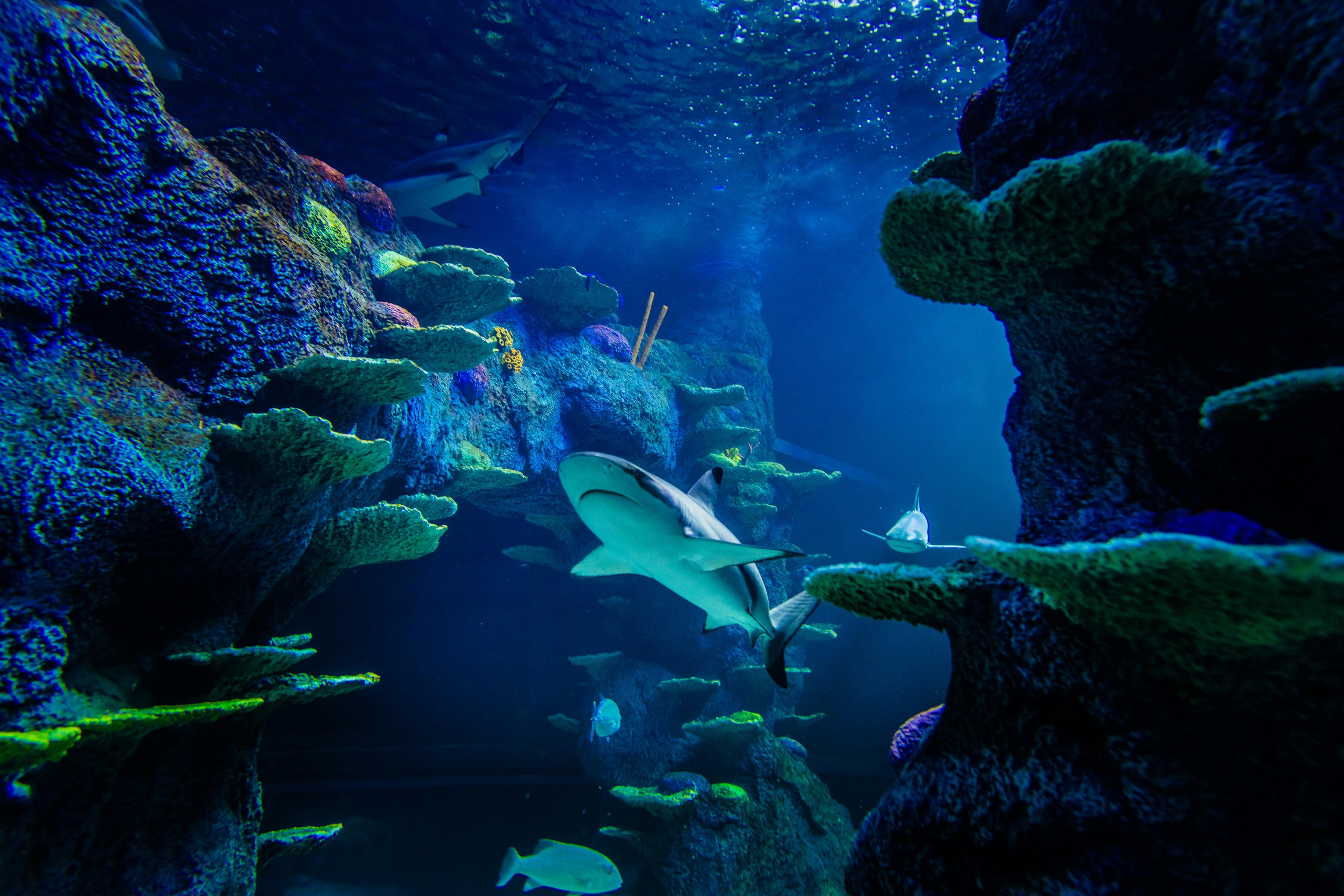 Blacktip reef Shark 2.jpg