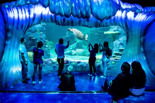 New Reef Display.jpg
