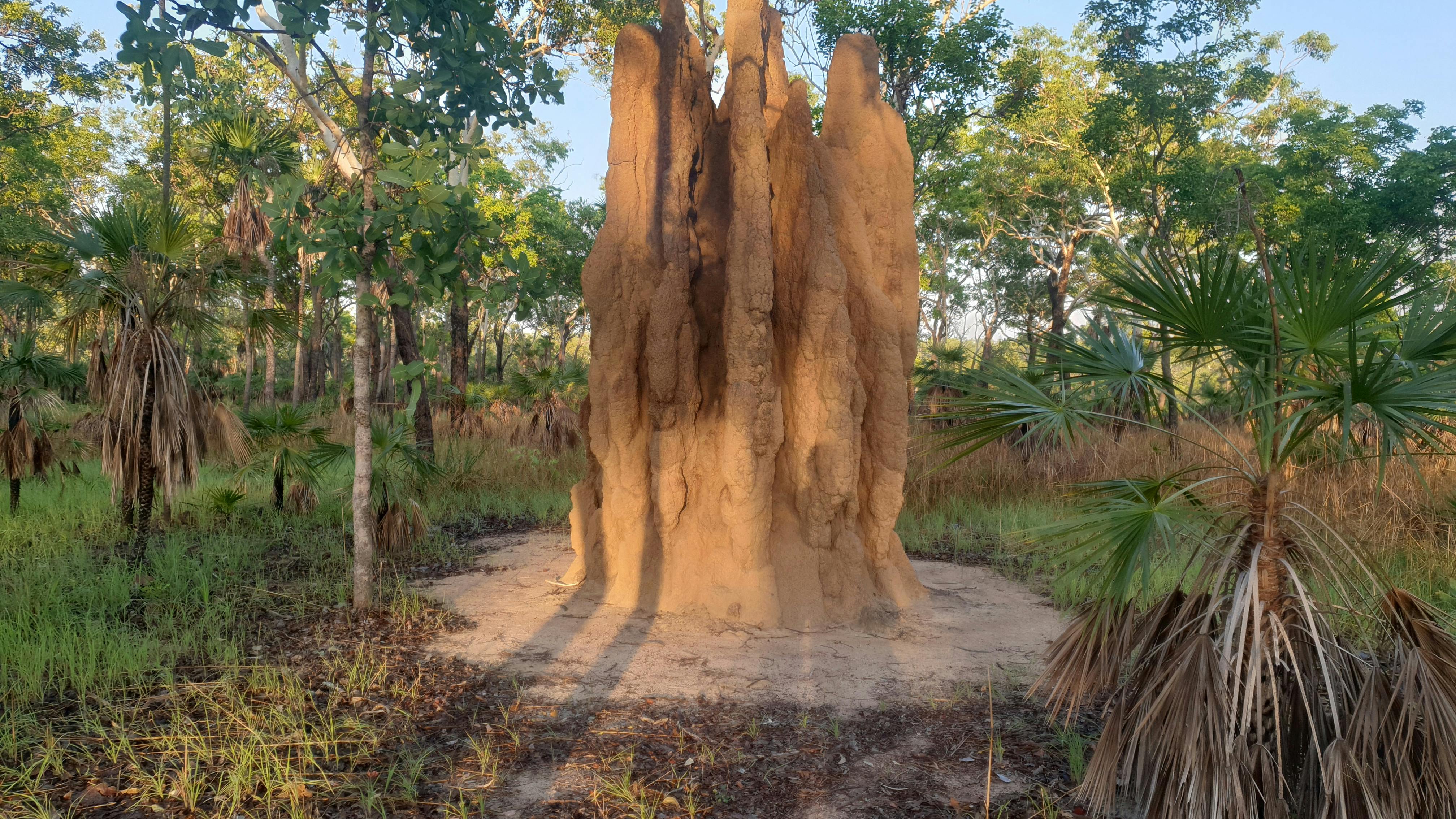 Cathedral Termite Mounds.jpg