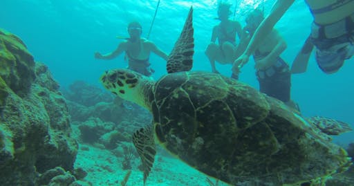 03_De Palm Island - SNUBA.jpg