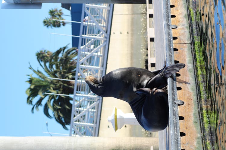 Marina Del Rey kayak and paddleboard tour with sea lions