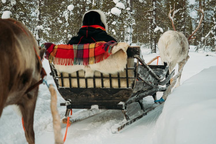 Traditional reindeer safari in Lapland