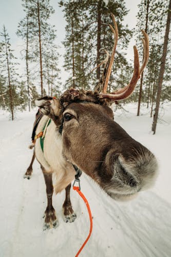 Traditional reindeer safari in Lapland