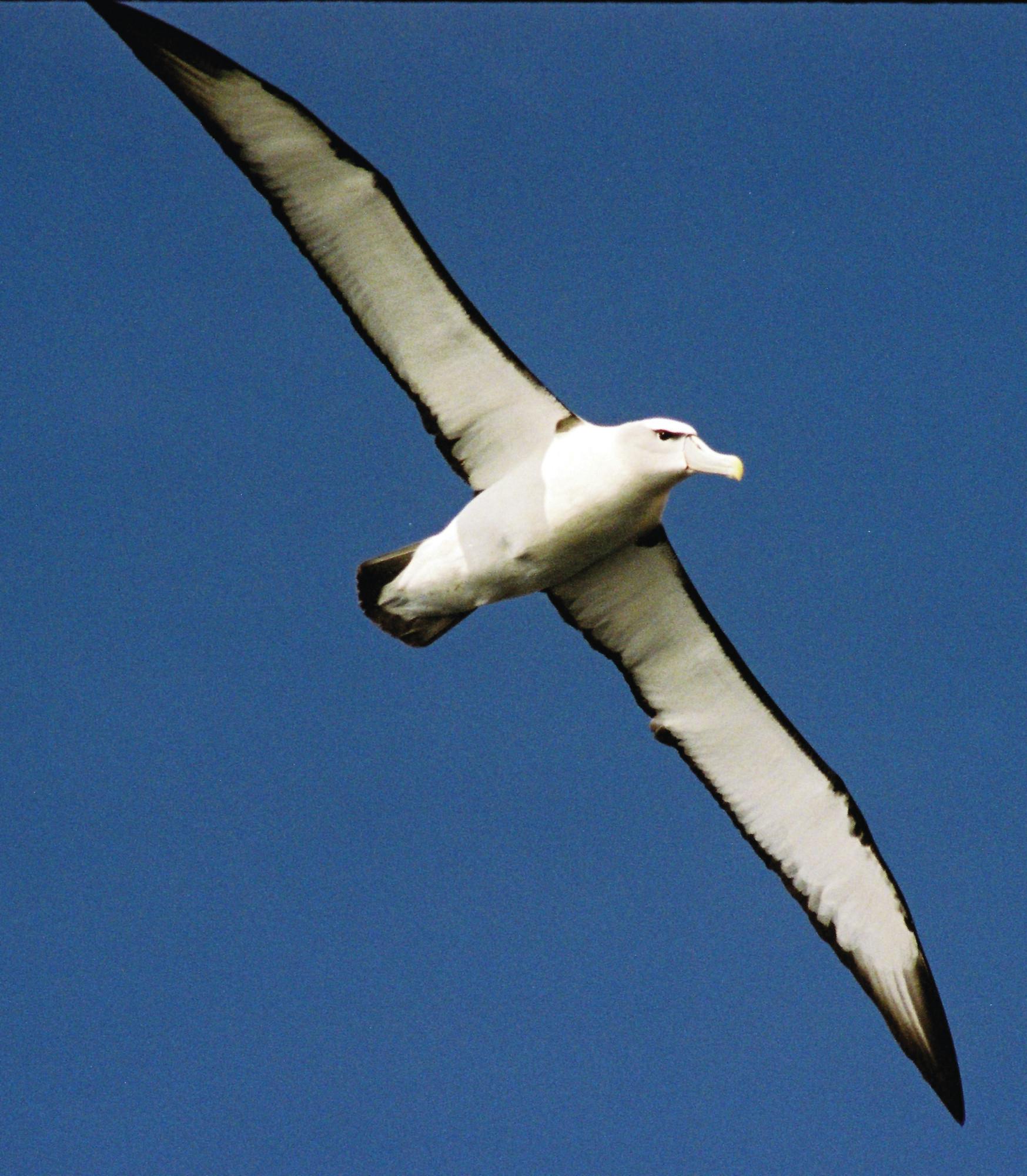 shy-albatross-300dpi.jpg