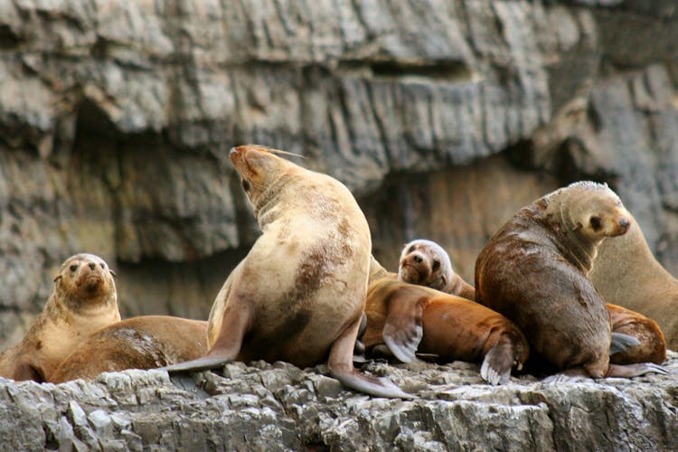 Tasman Island 3-hour wilderness cruise